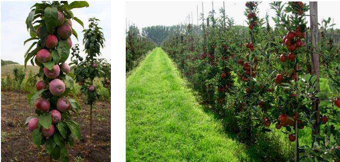 Описание 10 лучших сортов колоновидных яблонь для Подмосковья, посадка и выращивание