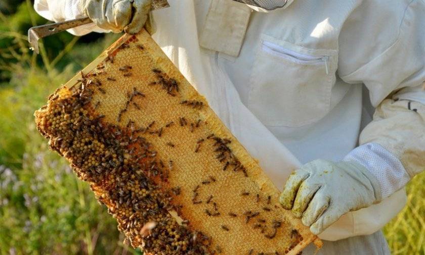Больше 200 кг мёда за сезон с улья на стационарной пасеке это возможно. карника f1 на южном урале. - ivan_bogdanov - thewikihow