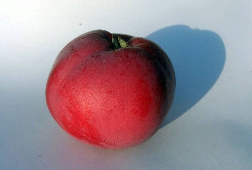 Сорт яблок отличник фото и описание