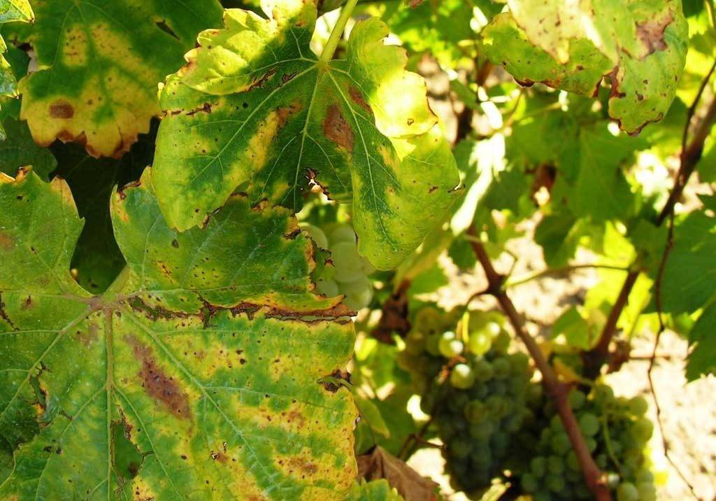 Хлороз на винограде: причины и лечение железным купоросом
