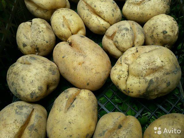 Картофель коломбо: 8 особенностей и 10 советов по выращиванию и хранению