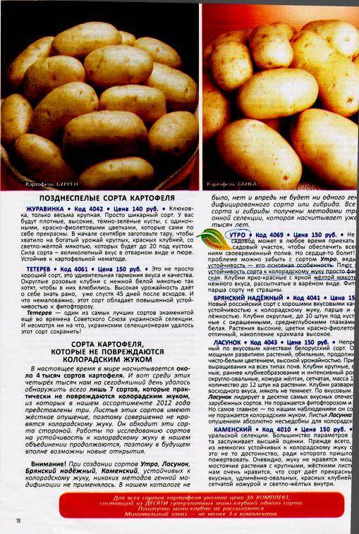 Описание и характеристика картофеля любава. как успешно вырастить этот сорт и сохранить урожай?