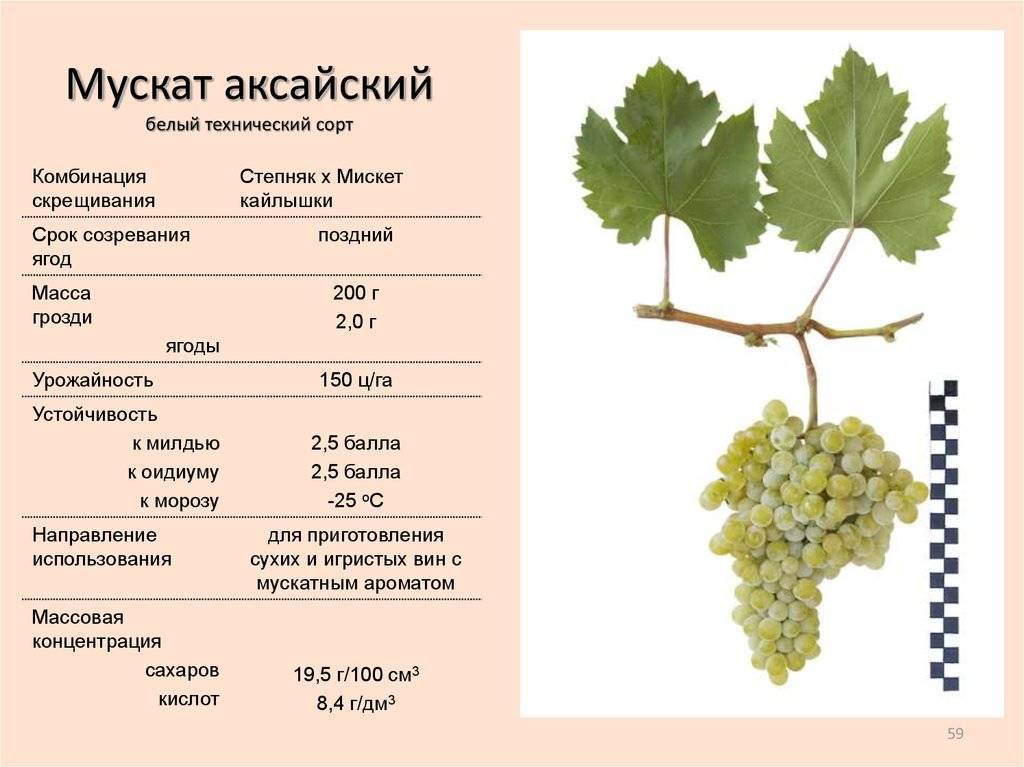 Сорт винограда рислинг: описание и характеристика этого устойчивого сорта, какой у него вкус и особенности выращивания