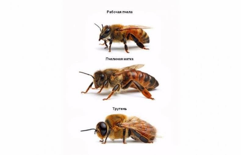 Как размножаются пчелы — формы искусственного разведения, преимущества и недостатки метода