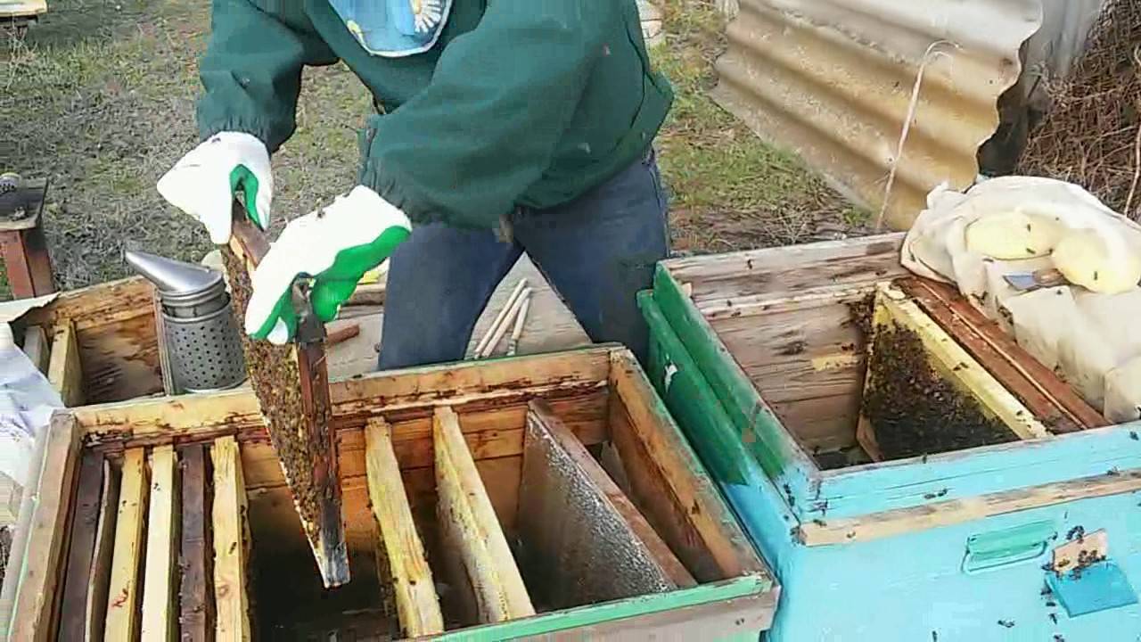 Пересадка пчел весной в чистый улей: при какой температуре и чем обработать