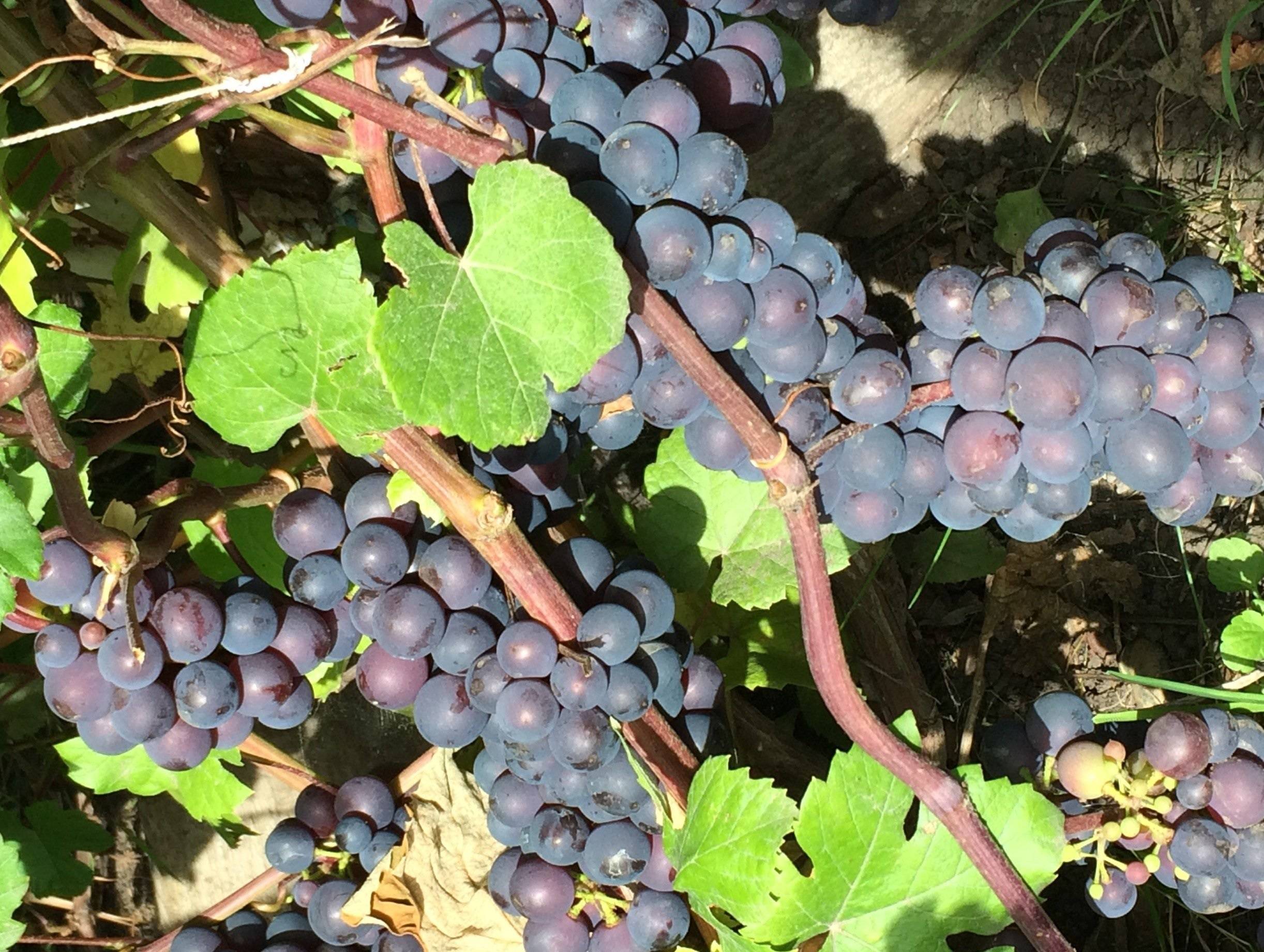 Виноград фиолетовый ранний: характеристика и описание сорта, технология выращивания, отзывы виноградарей