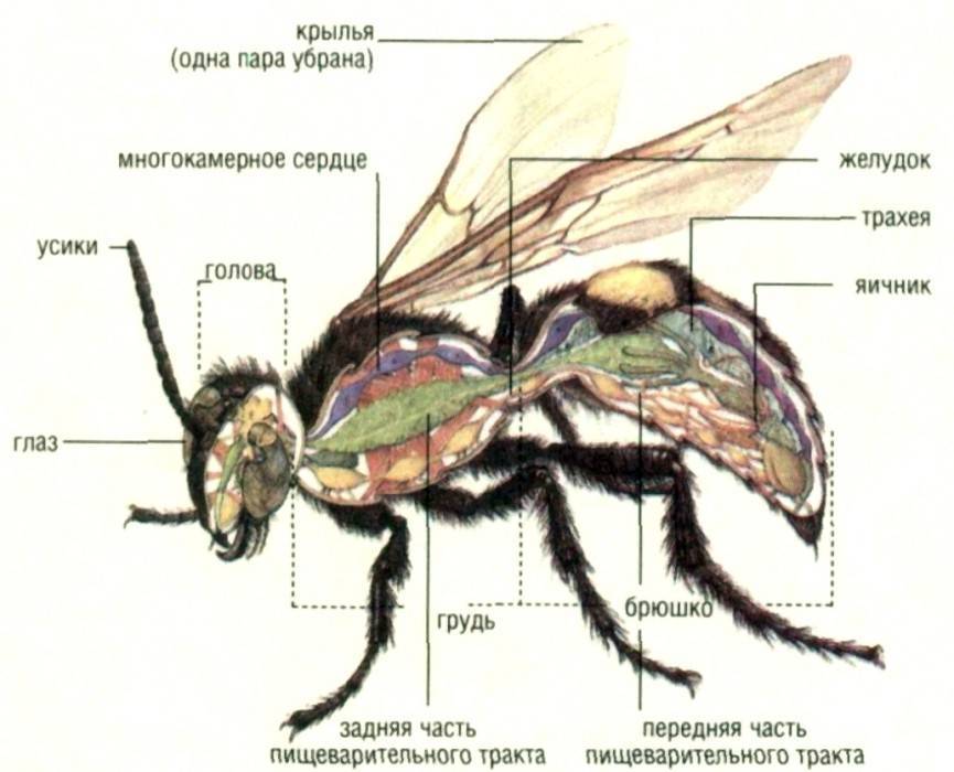 Пчела: строение внешнее и внутреннее. медоносная пчела :: syl.ru