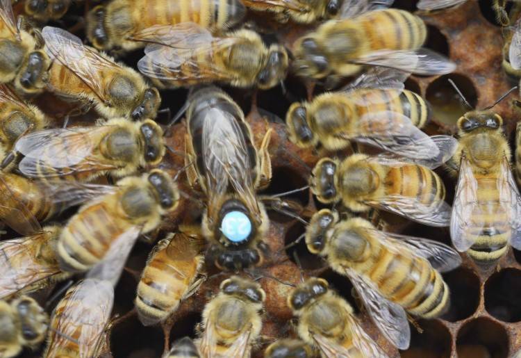 Плодная карпатская пчела и ее отличия от карника