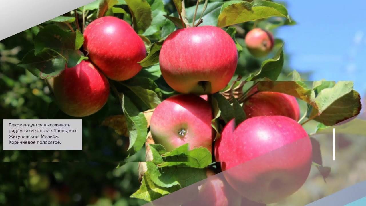Яблоня красавица сада: описание сорта, фото, отзывы и характеристики урожайного дерева