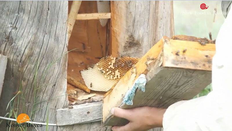 Колодное пчеловодство — лучший вариант для начинающих пасечников