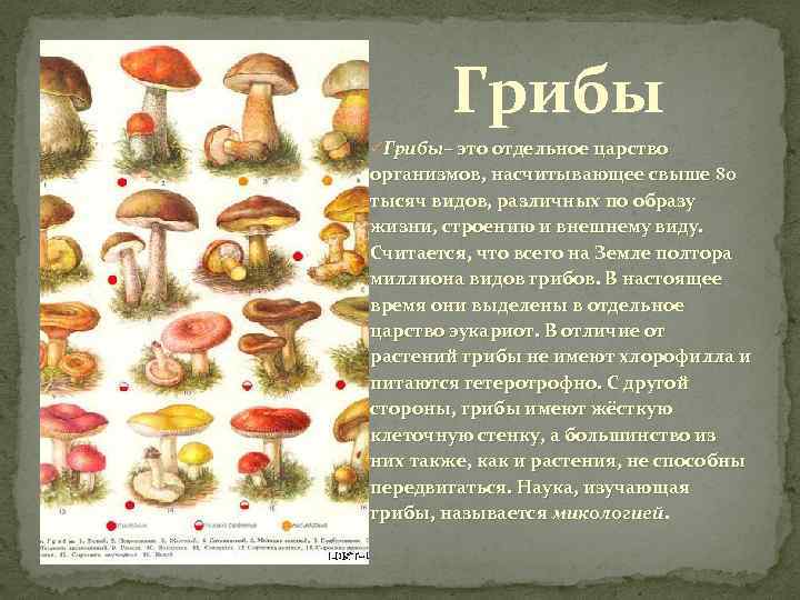 Цезарский гриб - описание с фото. польза и вред.