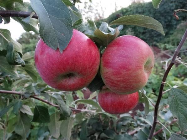 Карликовые яблони: достоинства, недостатки и описание сортов, правила посадки и ухода за деревьями