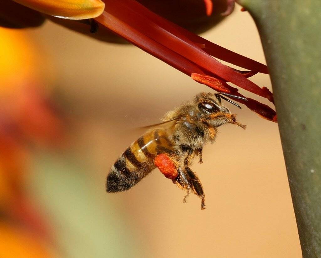 Чем опасны африканские (африканизированные) пчелы убийцы: