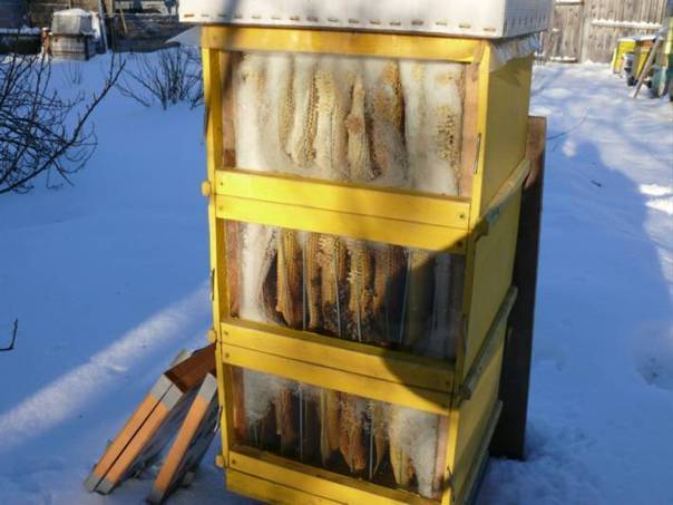 Зимовка пчел в холодном помещении: когда убирать ульи, подготовка и советы