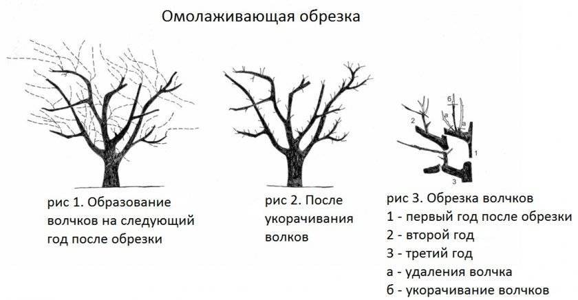 Формирование абрикоса схема