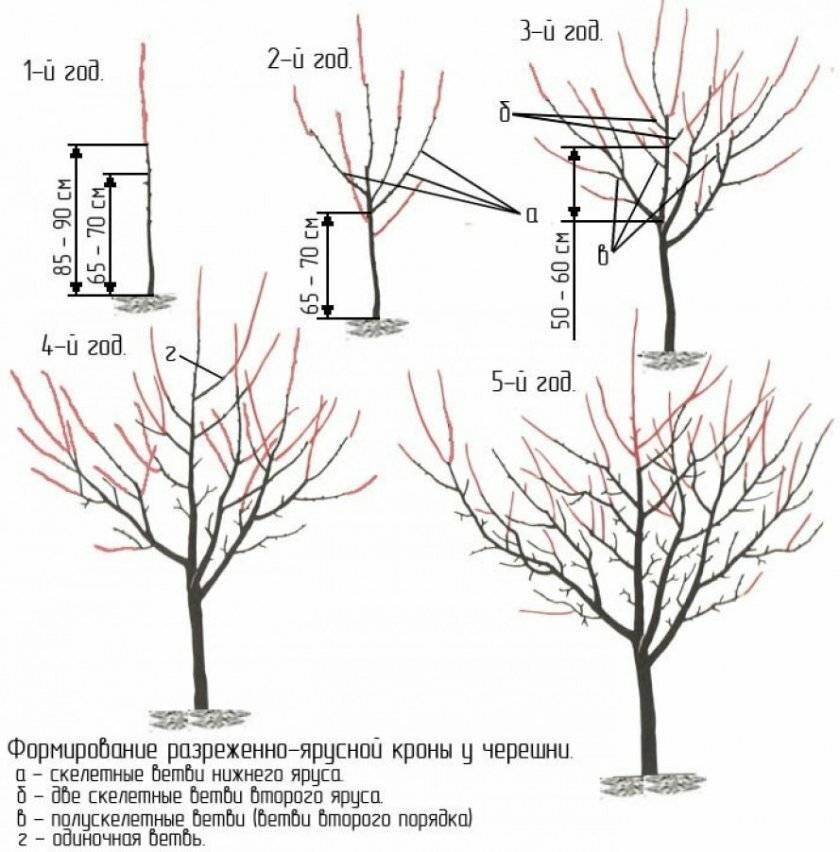 Как обрезать войлочную вишню весной схема