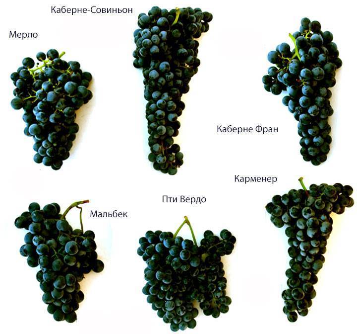 Характеристики сорта винограда виктор