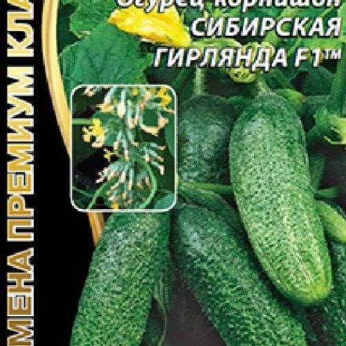 Огурец сибирская гирлянда f1 – описание и характеристики сверхурожайного гибрида, отзывы