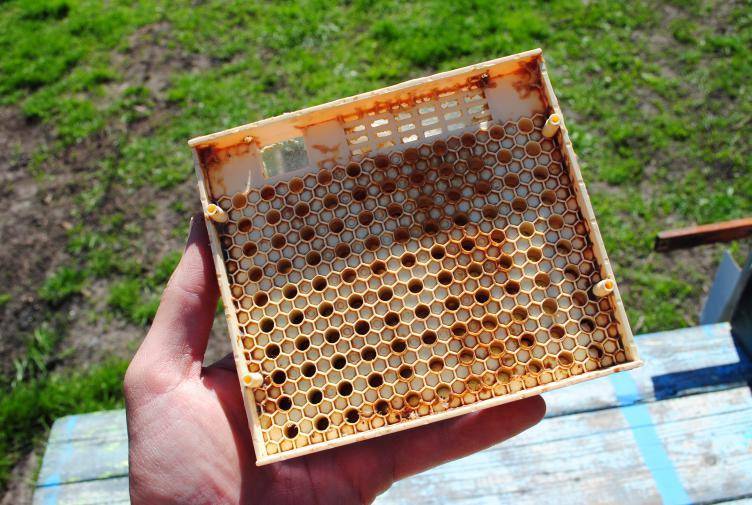 Система "джентерский сот" для вывода пчелиных маток (обновление 2017+2018 года, комплектация "расширенная")