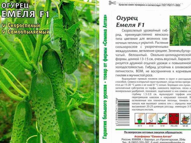 Огурцы кураж f1: описание сорта, выращивание в открытом грунте, уход и защита от вредителей