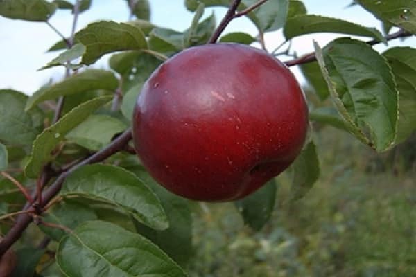 Уход за молодой яблоней: как ухаживать за саженцами в первый год посадки | tele4n.net