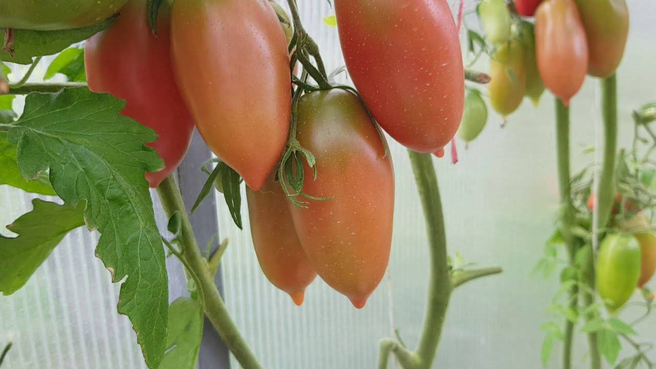 Алый мустанг – отличный сорт перцевидных помидоров