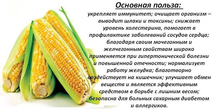 Полезные и вредные свойства кукурузы для здоровья человека