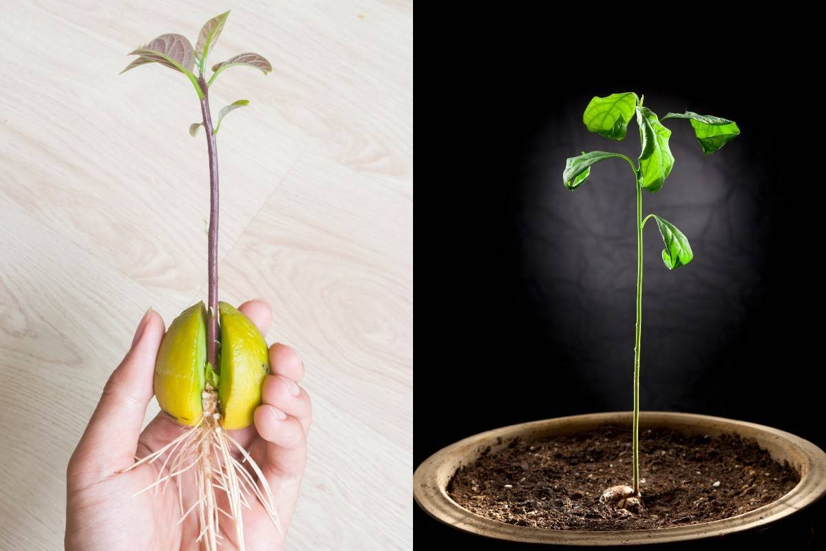 Размножение яблони семенами: можно ли из семечки яблока вырастить дерево