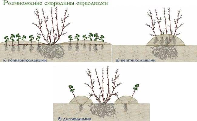 Черная смородина: выращивание, обрезка, размножение