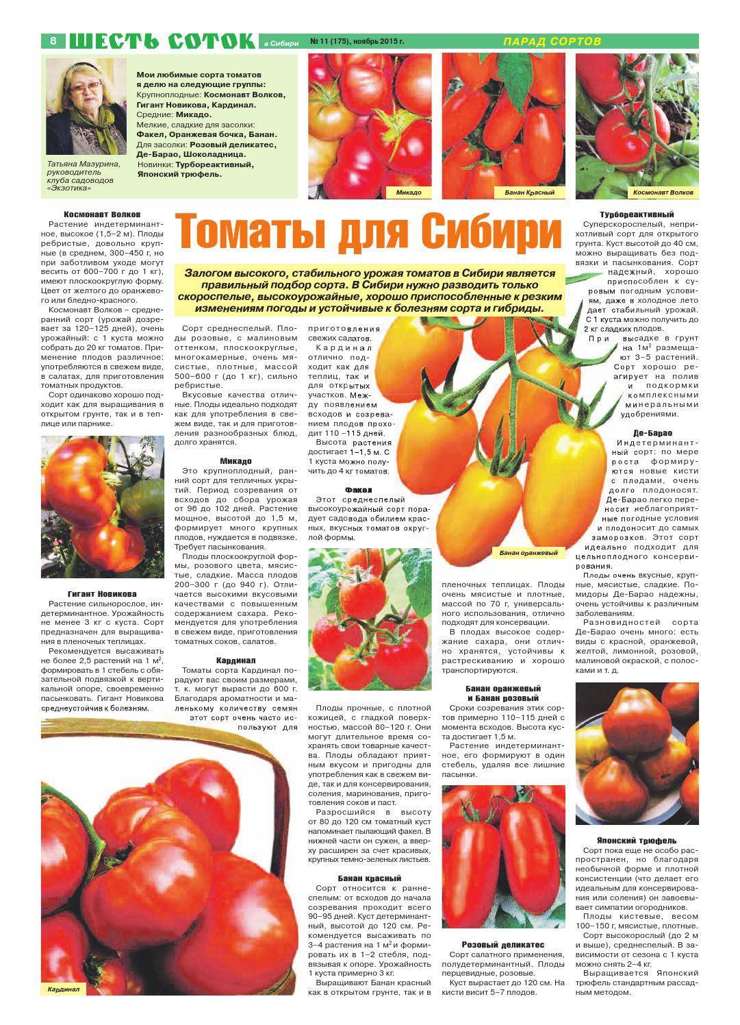 12 лучших сортов помидоров для засолки - рейтинг 2021