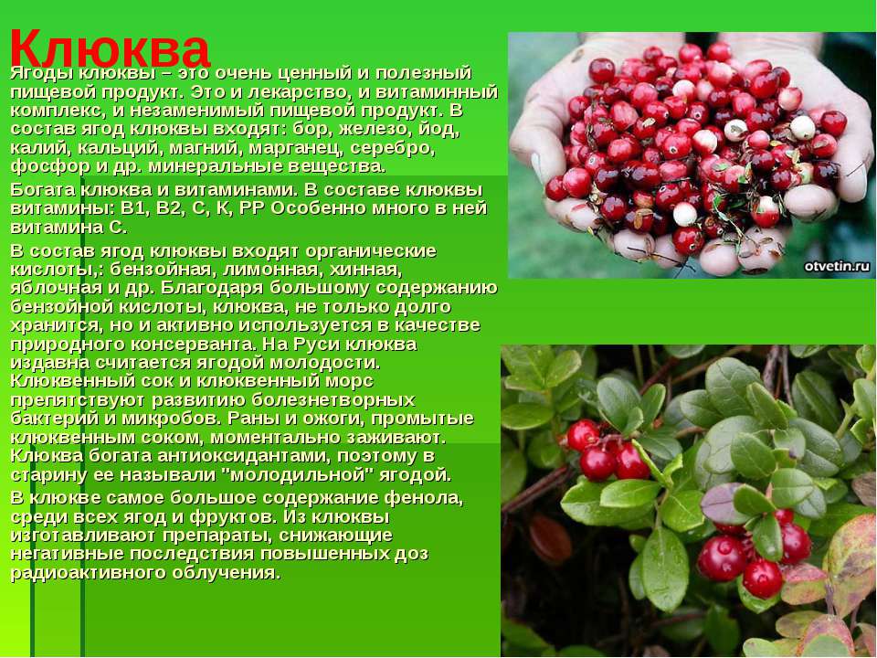 Лечебные свойства листьев и ягод брусники — floraprice.ru
