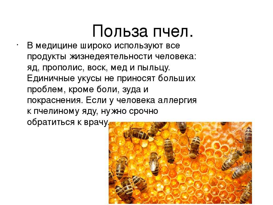 Какие отношения складываются между вишней и пчелой. Сообщение о пчелах. Польза от пчел. Доклад о пчелах. Важность пчеловодства.