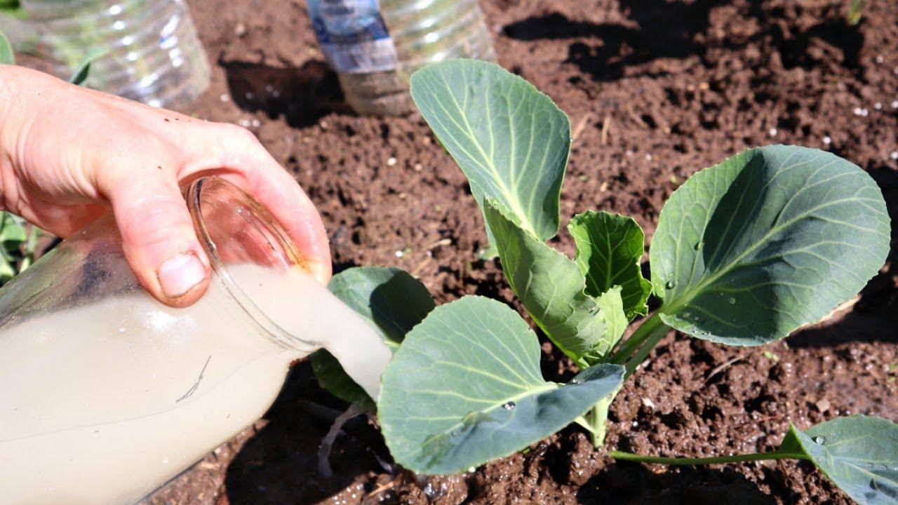 Чем подкормить цветную капусту в открытом грунте для роста и как правильно