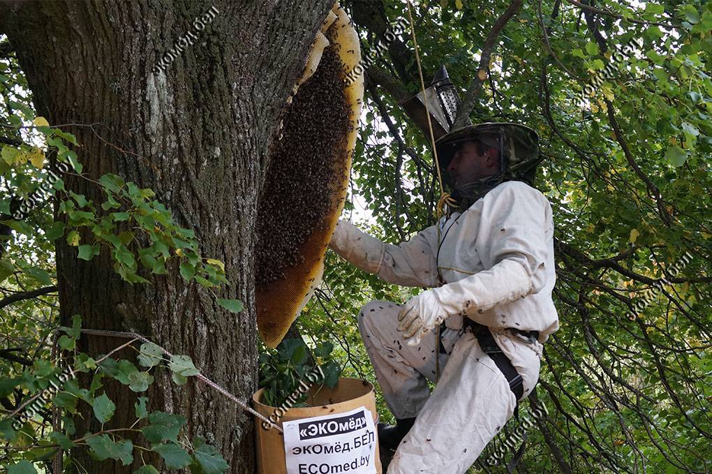 Пчелы дикие: их ульи, особенности зимовки, как найти и приручить