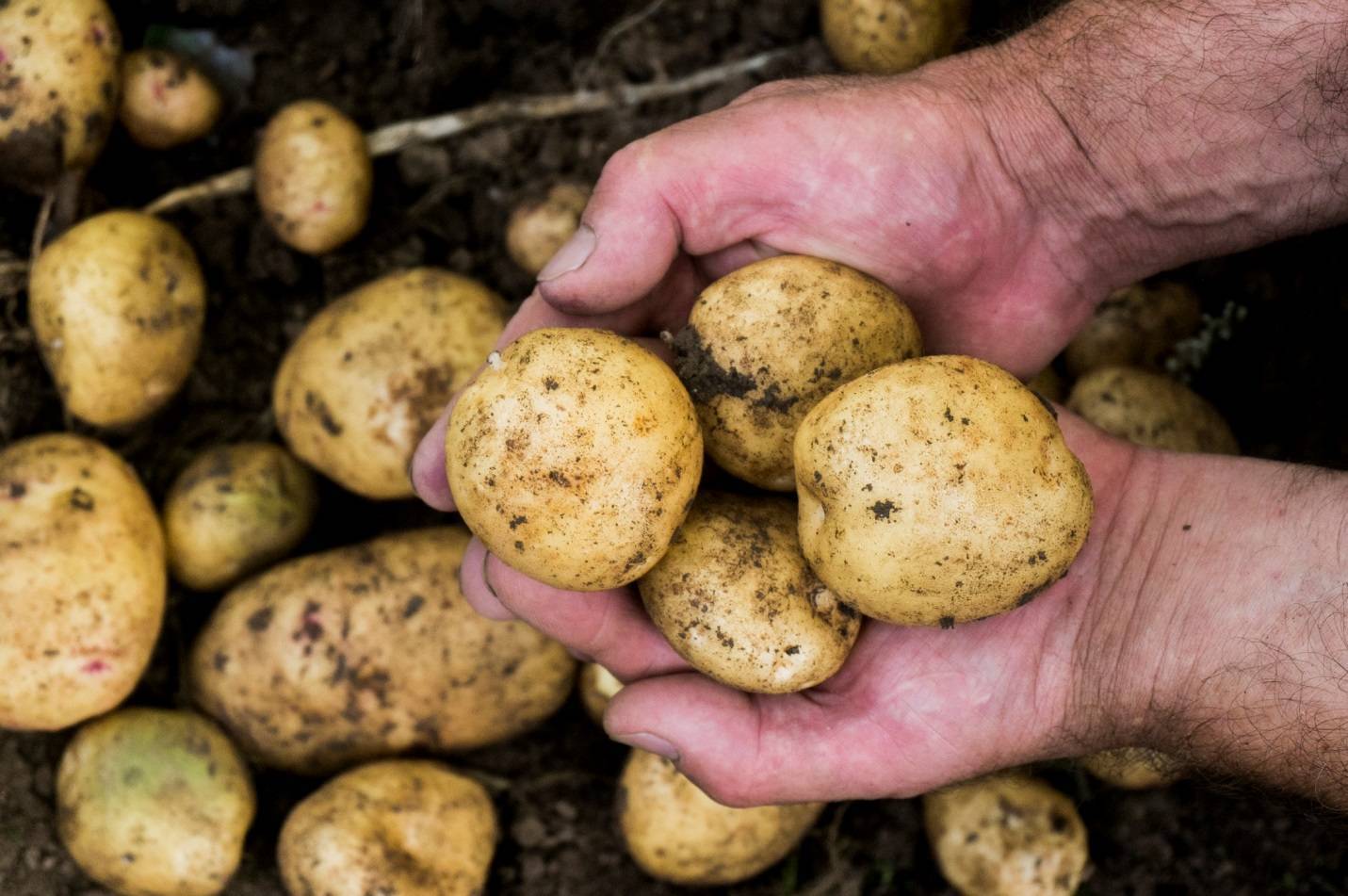 Сорт картофеля "каратоп": описание, фото, характеристика, достоинства и недостатки русский фермер