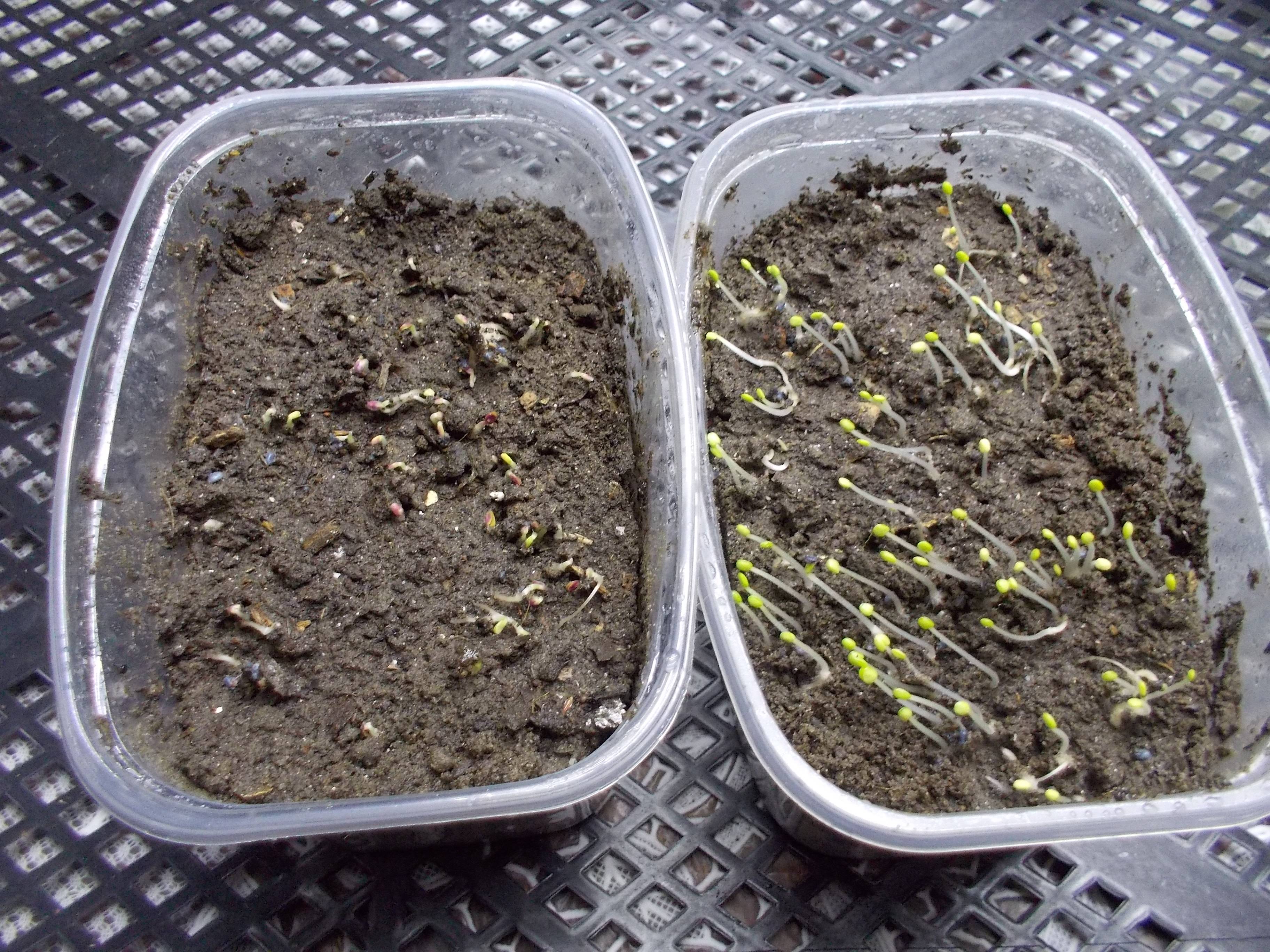 2 способа выращивания рассады базилика из семян.