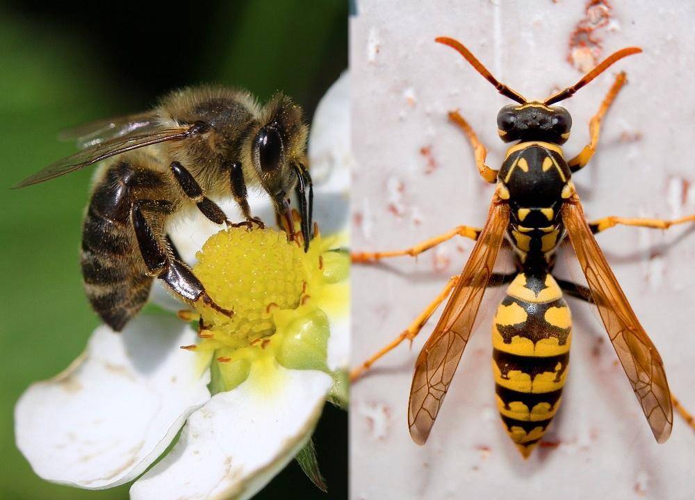 Чем отличаются пчела, шмель, оса и шершень, и кто из них опаснее