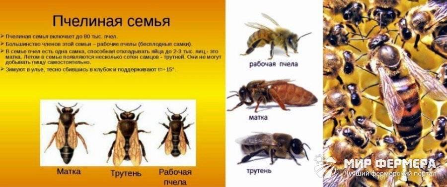 Пчеловодство как бизнес — пошаговый план с нуля в 2021 году – biznesideas.ru