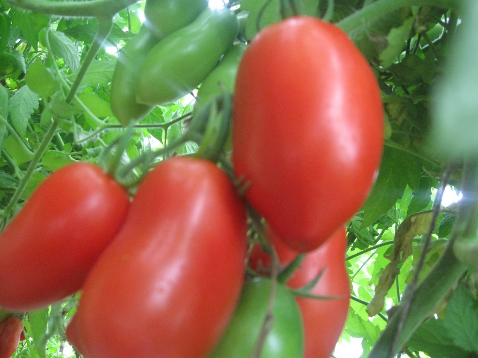 Сорт томатов, который не подвел!: дневник пользователя ирина лимасол