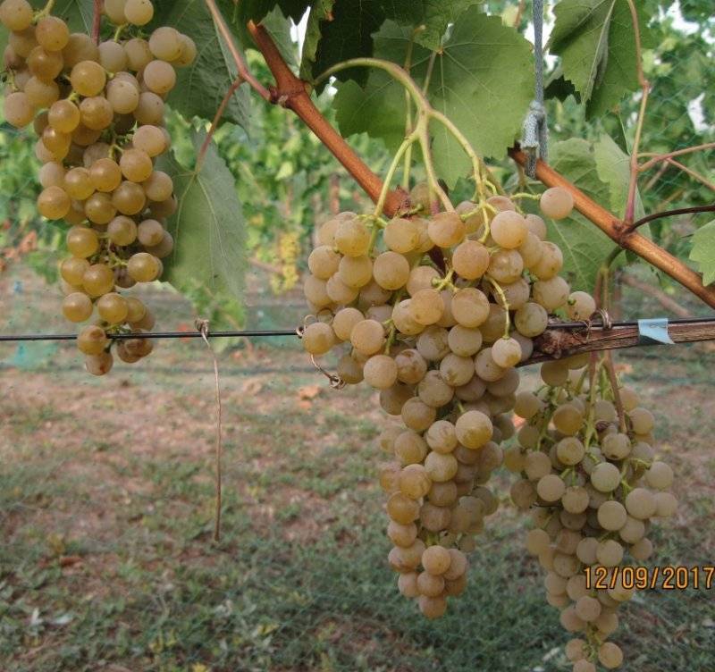 Виноград цитронный магарача: описание сорта, фото