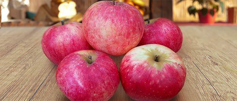Сорт яблок штрифель или осенние полосатые: описание сорта, правила посадки и ухода
