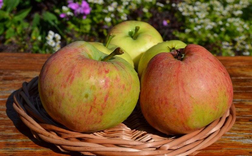 Яблоня яблочный спас: описание сорта, посадка и уход, размножение, отзывы с фото