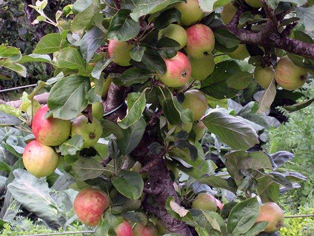 Сорт яблони соколовское: фото с описанием, отзывы, рейтинг, плюсы и минусы