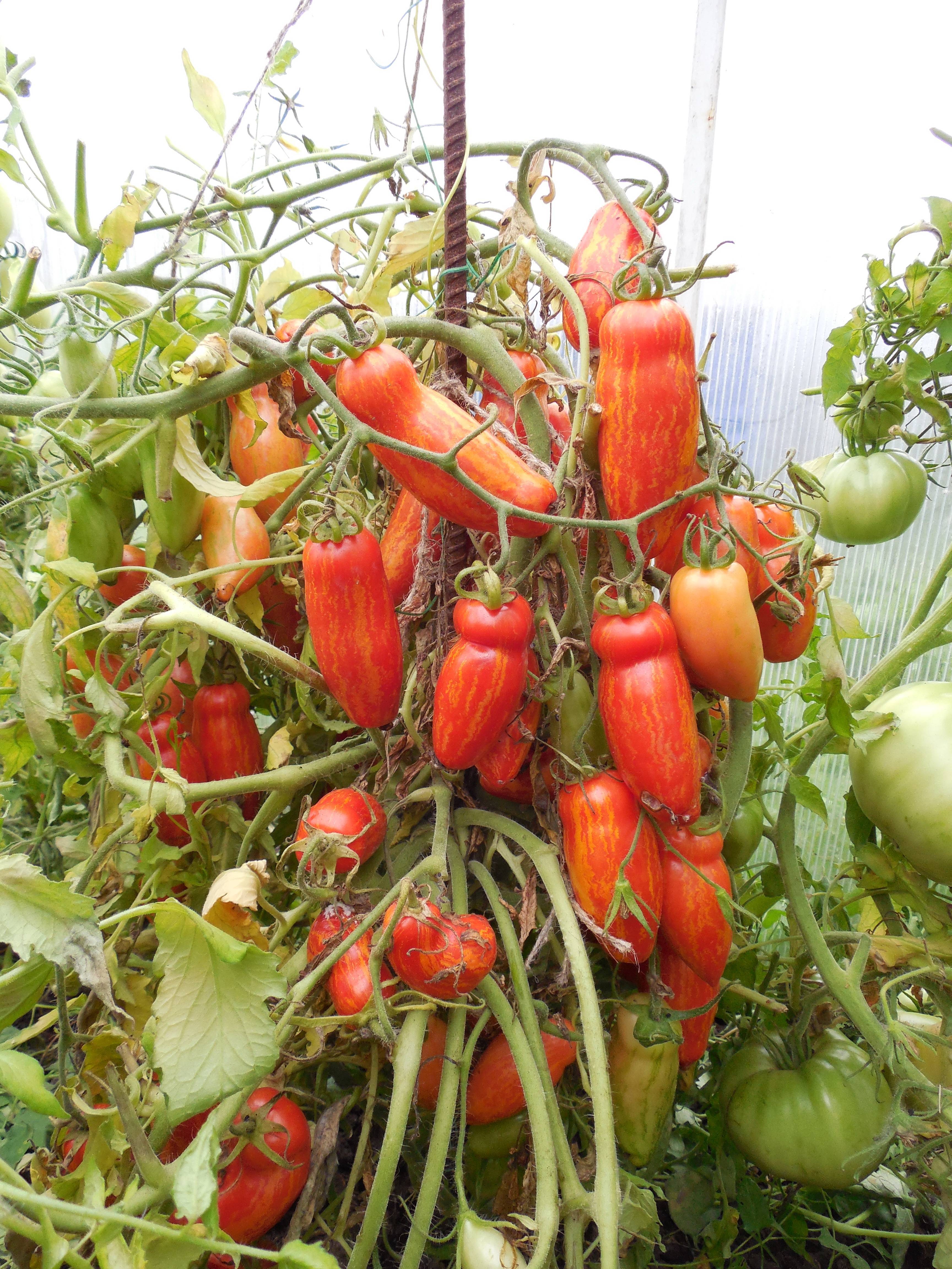 Томат безумие касади: характеристика и описание сорта, отзывы об урожайности помидоров и фото плодов
