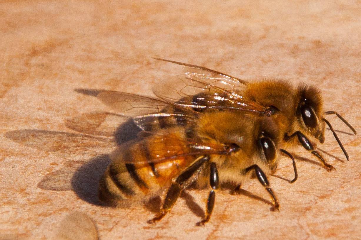 Породы пчел - карпатская, карника, среднерусская, фото и описание медоносных пчел, видео