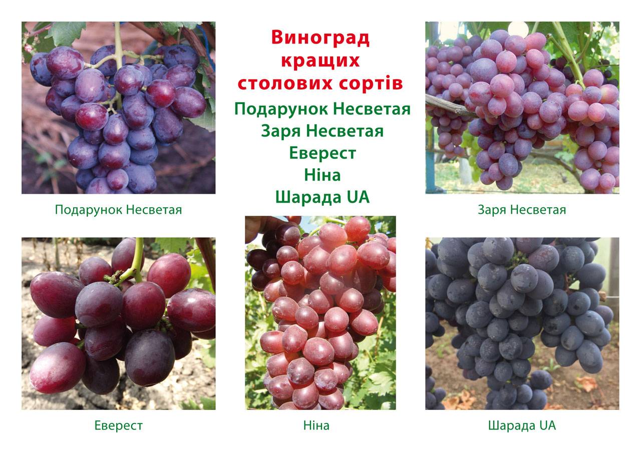 Характеристика сорта винограда «заря несветая»: описание, фото и отзывы о нём