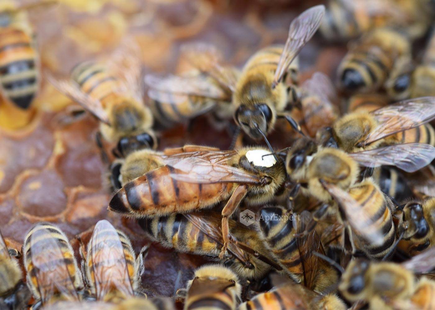 Пчела карпатка - особенности, характеристика и содержание