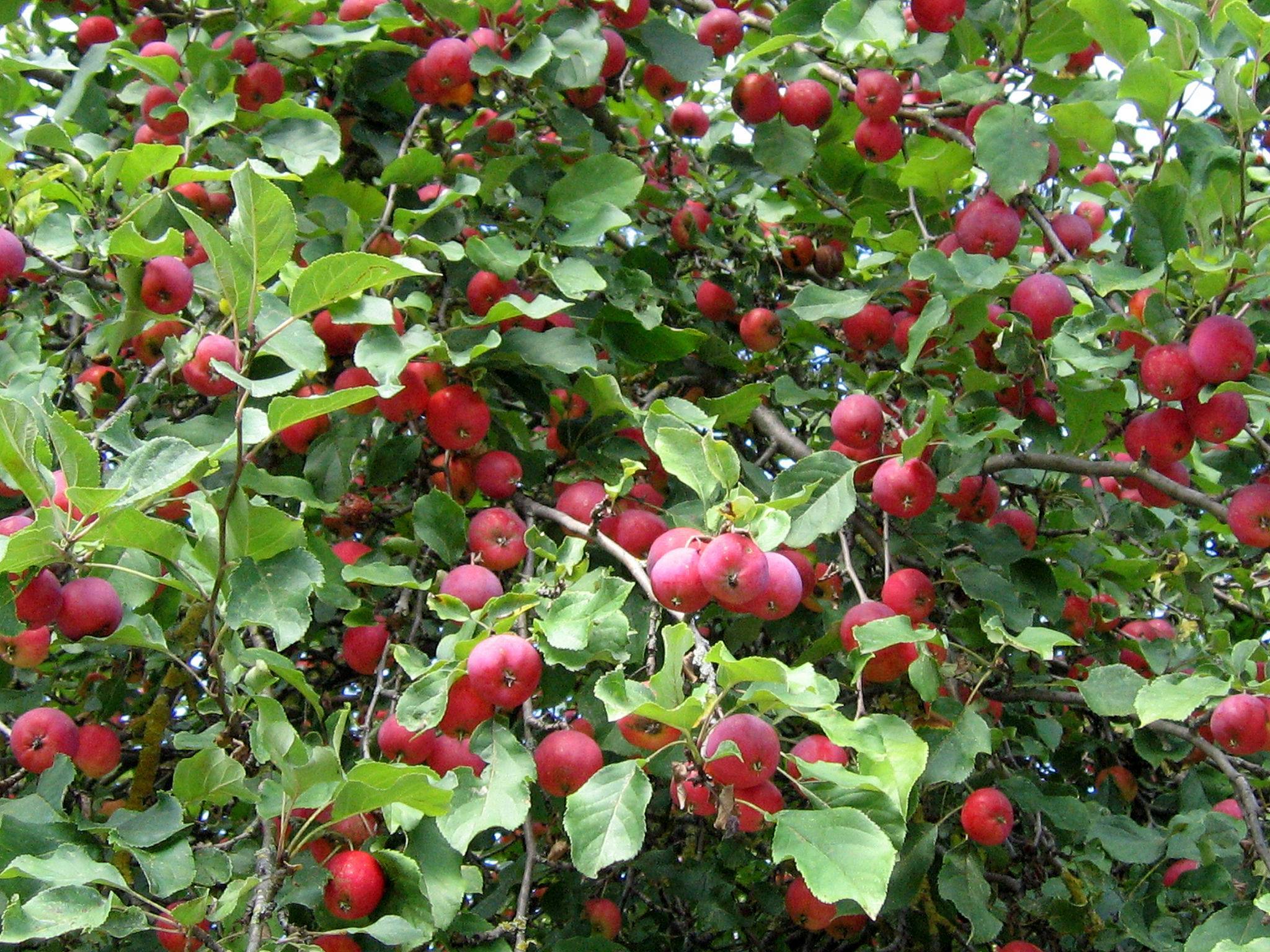 Яблоня конфетное: описание сорта, уход и посадка