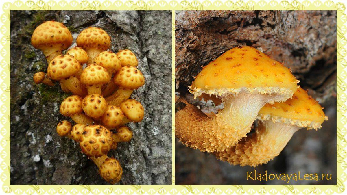 Устричный гриб: фото и как его готовить
