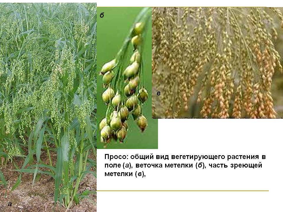 Что такое пшеничная крупа и из чего она делается: состав, калорийность, польза для организма